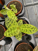 Carica l&#39;immagine nel visualizzatore Galleria, Macodes petola &#39;Jewel Orchid&#39;
