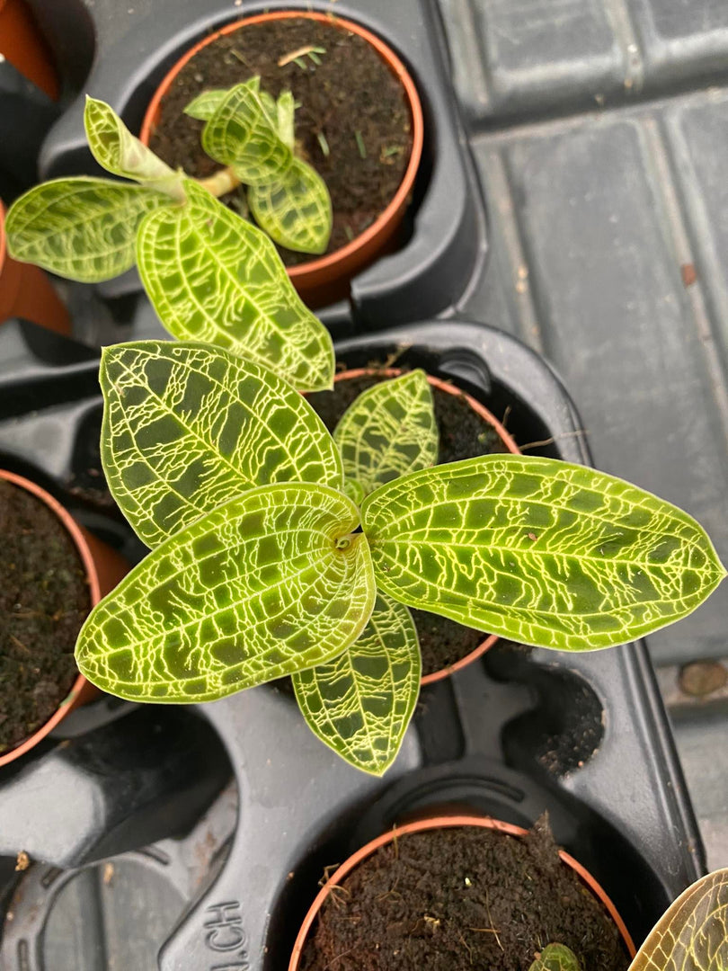 Macodes petola 'Jewel Orchid'