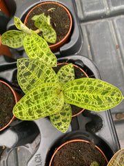 Macodes petola 'Jewel Orchid'