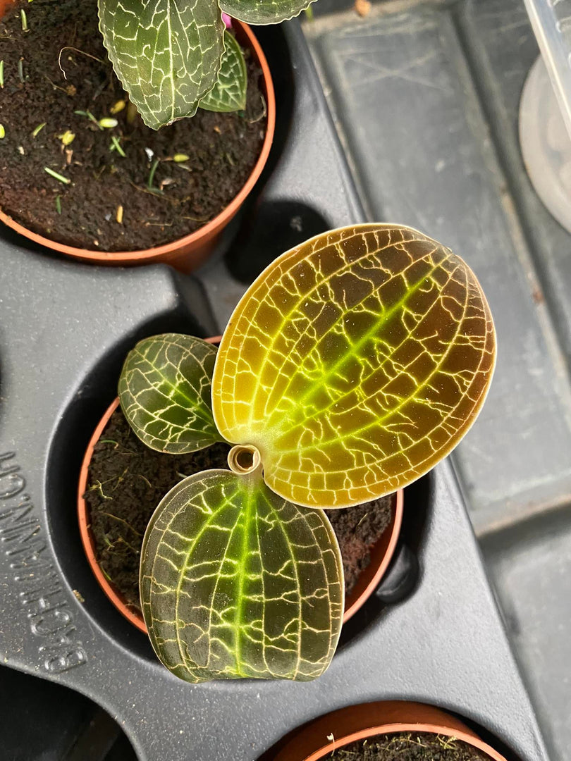 Macodes lowii 'Jewel Orchid'