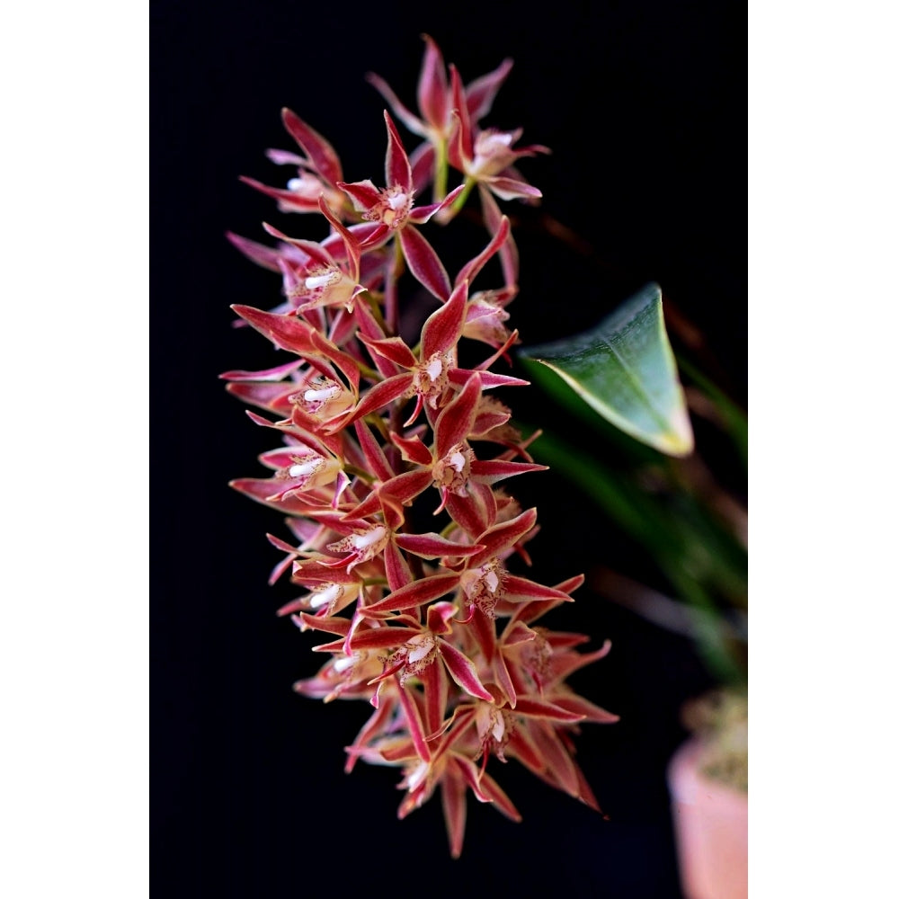 Macradenia multiflora