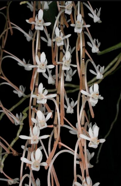 Aerangis macrocentra
