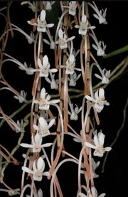 Aerangis macrocentra