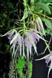 Macroclinium lineare