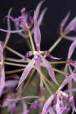 Carica l&#39;immagine nel visualizzatore Galleria, Macroclinium manabinum
