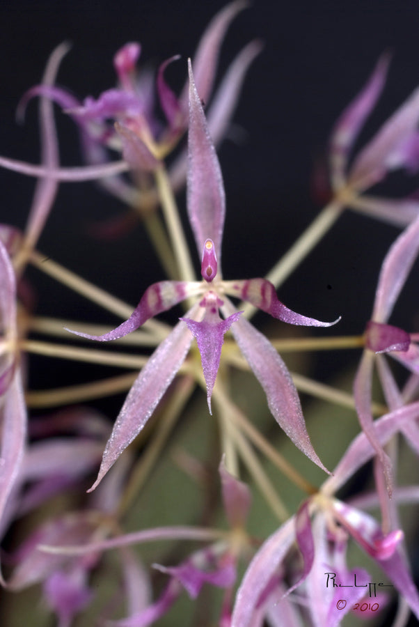 Macroclinium manabinum