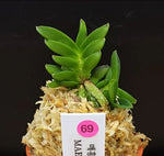 Carica l'immagine nel visualizzatore Galleria, Neofinetia falcata 'Maehong' 매홍 魅紅
