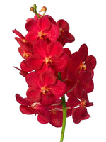 Carica l&#39;immagine nel visualizzatore Galleria, Vanda Magic Red
