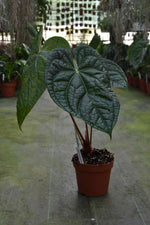 Carica l&#39;immagine nel visualizzatore Galleria, Anthurium magnificum x luxurians
