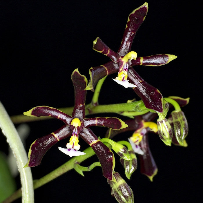 Phalaenopsis mannii var. black