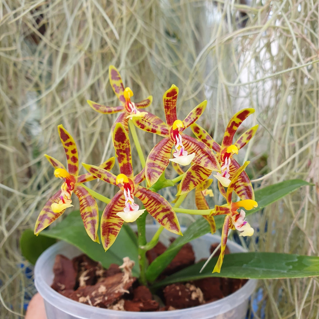 Phalaenopsis mannii