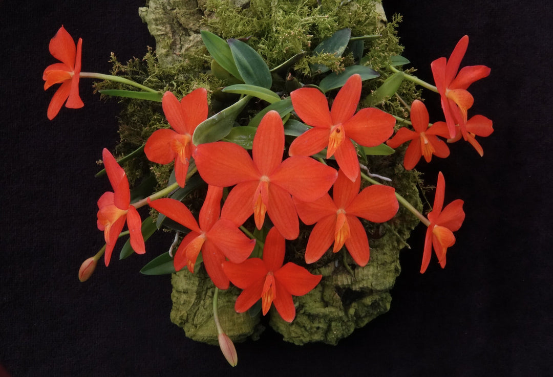 Sophronitis mantiqueira