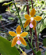 Load image into Gallery viewer, Phalaenopsis mariae var. flavor