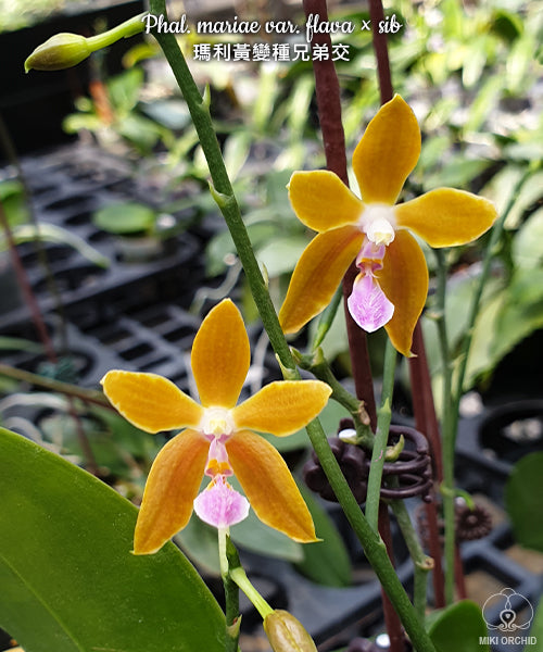 Phalaenopsis mariae var. flavor