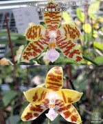 Load image into Gallery viewer, Phalaenopsis mariae var. flavor