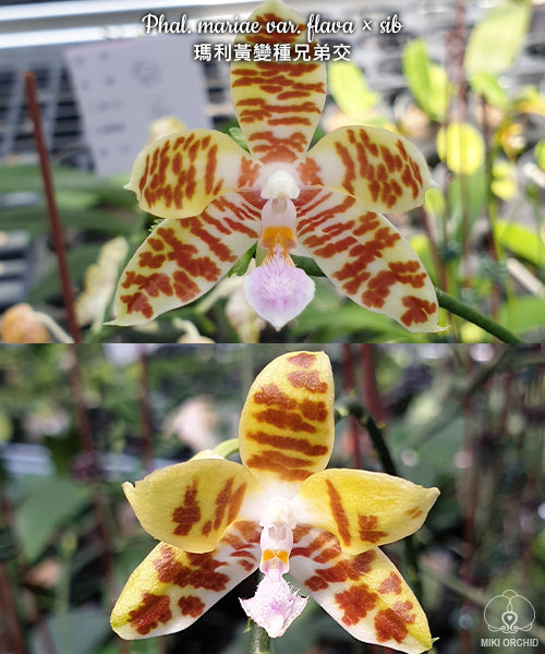 Phalaenopsis mariae var. flavor