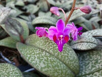 Load image into Gallery viewer, Phalaenopsis pulcherrima var. marbled