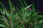 Maxillaria variabilis red