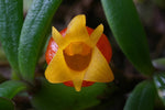 Load image into Gallery viewer, Mediocalcar decoratum