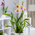 Load image into Gallery viewer, Miltonia sunset