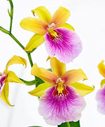 Load image into Gallery viewer, Miltonia sunset