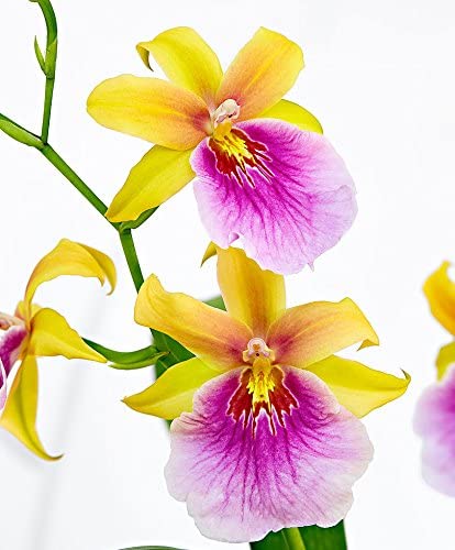 Miltonia sunset