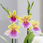 Load image into Gallery viewer, Miltonia sunset