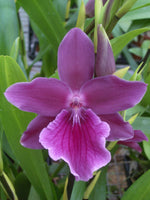 Carica l'immagine nel visualizzatore Galleria, Miltonia Honolulu 'Warne's Best'