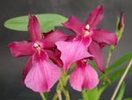 Carica l'immagine nel visualizzatore Galleria, Miltonia xBluntii (M. clowesii x M. spectabilis)