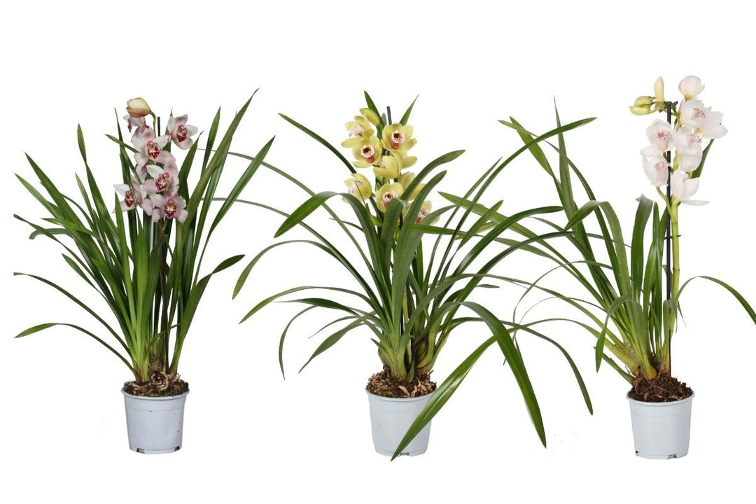 Cymbidium Mix