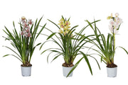 Cymbidium Mix