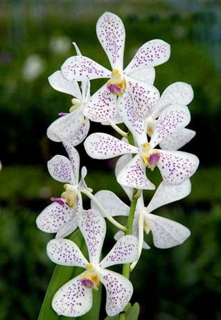Aranda Jairak White