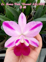 Carica l&#39;immagine nel visualizzatore Galleria, Cattleya Mona Pink &#39;Hiromi&#39; (C. Pri Pri × C. Mini Purple)
