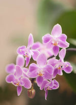 Carica l'immagine nel visualizzatore Galleria, Phalaenopsis Silbergrube (Phal. celebensis x Phal. equestris f. peloric)