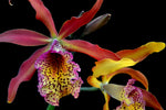 Carica l'immagine nel visualizzatore Galleria, Myrmecatavola Frances Fox