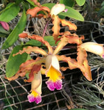Carica l'immagine nel visualizzatore Galleria, Myrmecocattleya Luster 'Gazelle' (Cattleya forbesii × Myrmecophila thomsoniana)
