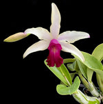 Carica l'immagine nel visualizzatore Galleria, Myrmecocattleya RIO's Little Treasure (Cattleya violacea s/a × Myrmecophila albopurpurea)