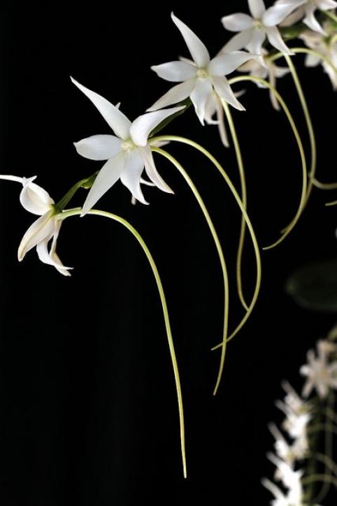 Aerangis mystacidii