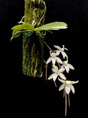 Aerangis mystacidii