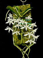 Carica l&#39;immagine nel visualizzatore Galleria, Mystacidium braybonae
