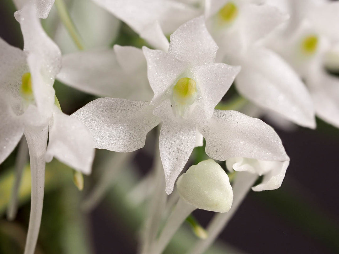 Mystacidium braybonae