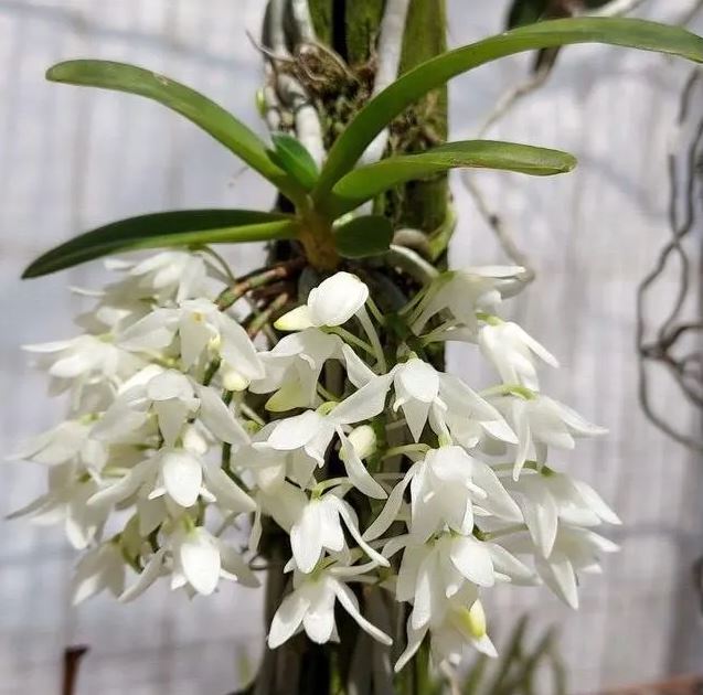 Mystacidium braybonae