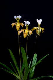 Paphiopedilum gratrixianum