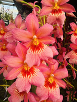 Carica l&#39;immagine nel visualizzatore Galleria, Burrageara Nelly Isler &#39;Sunset&#39;
