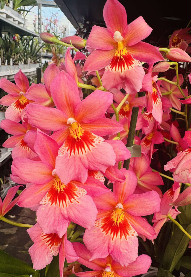 Burrageara Nelly Isler 'Sunset'