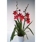 Carica l&#39;immagine nel visualizzatore Galleria, Burrageara Nelly Isler
