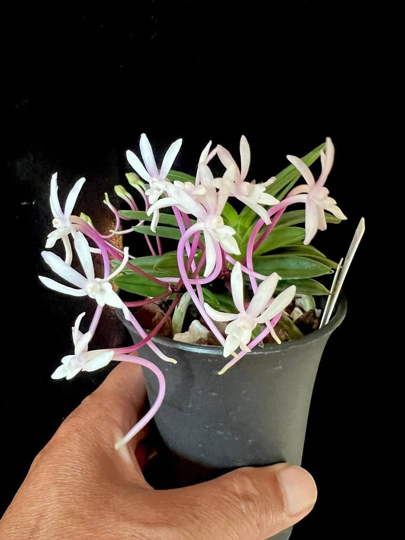 Vaso Asia per Neofinetia