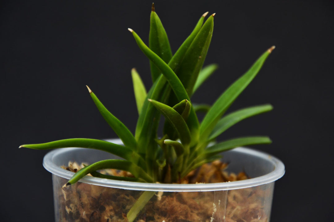Neofinetia falcata 'Sonukatzu'
