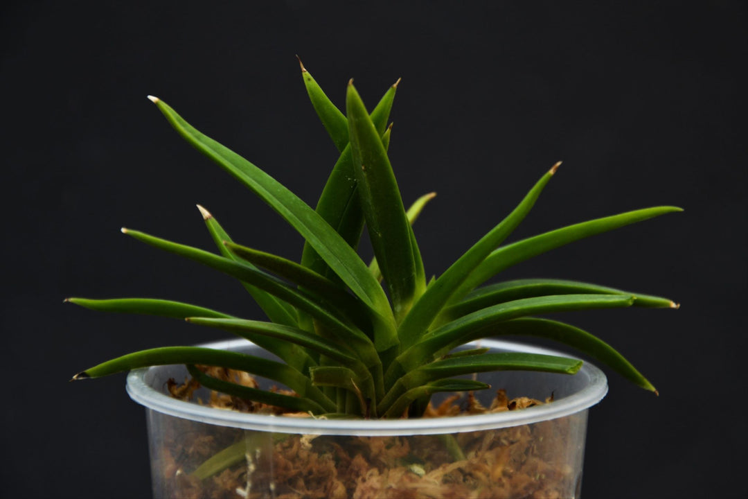 Neofinetia falcata 'Sonukatzu'