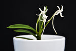 Carica l'immagine nel visualizzatore Galleria, Neofinetia falcata tipo 'Amami Island' 奄美